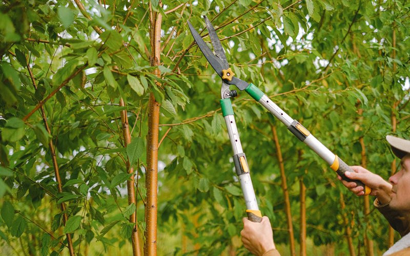 Tree trimming in Vandervoort, AR
