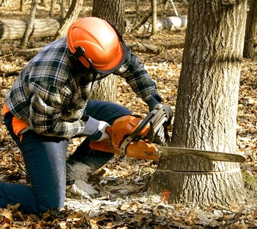 Tree Removal in Vandervoort, AR